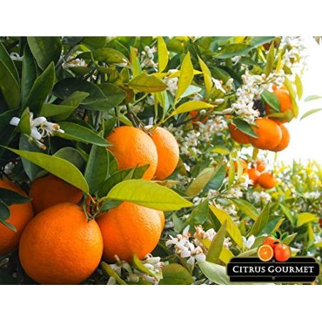 Naranjas Gourmet de Valencia Mesa 20 Kg por 23,99 €
