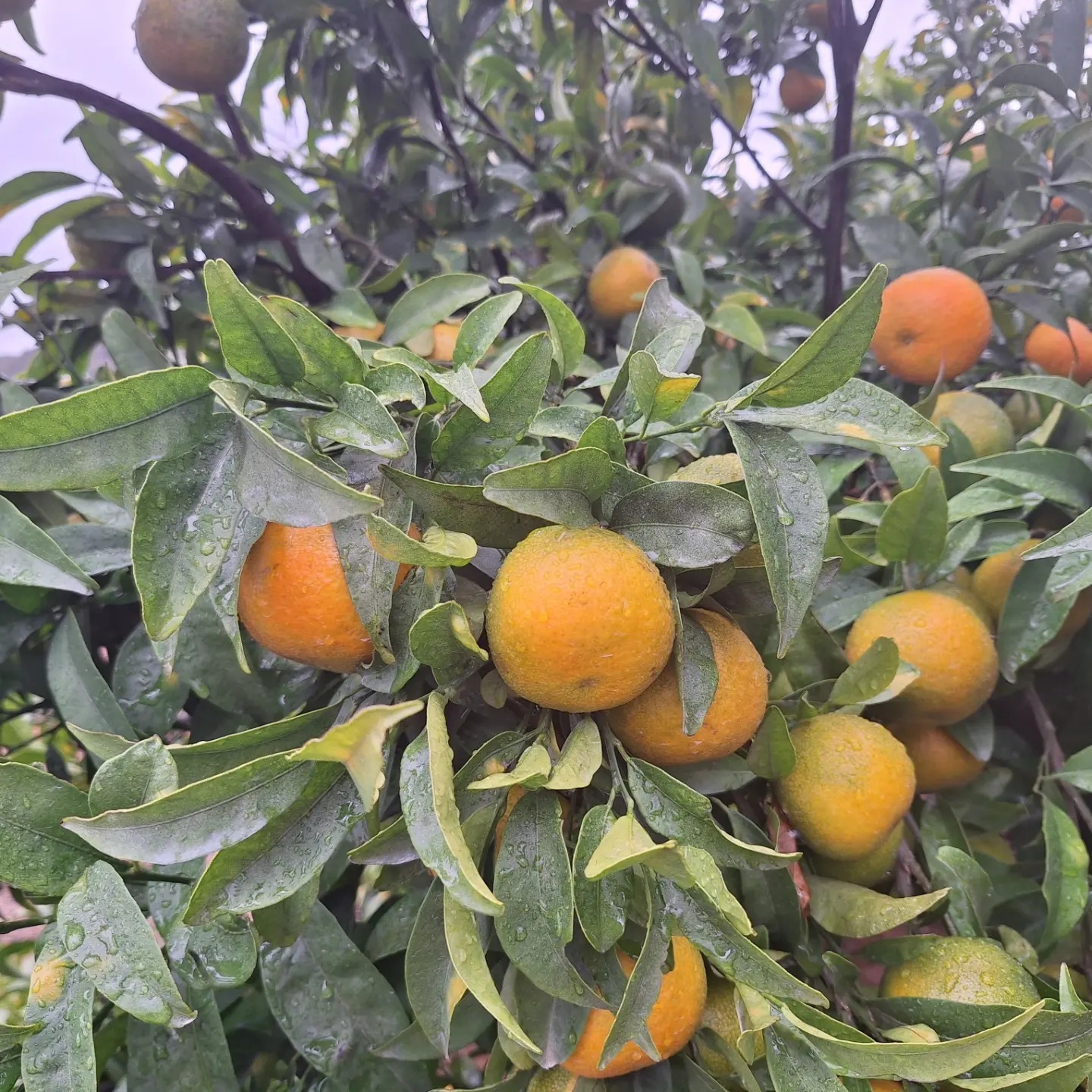 El Viaje de la Mandarina Valenciana: De la Flor al Plato