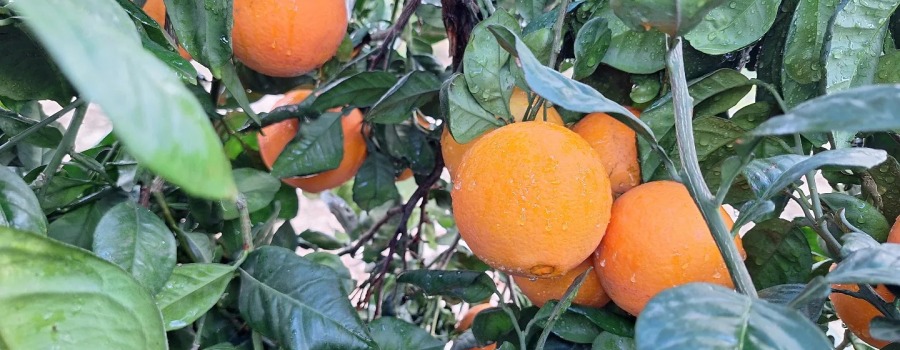 ¡La temporada de naranjas ha llegado a Citrus Gourmet!