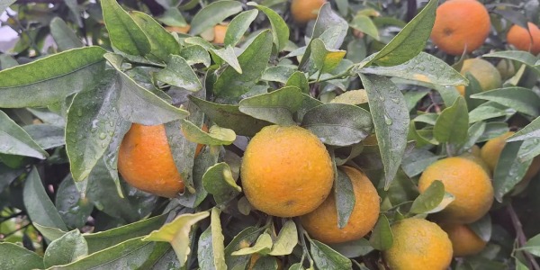 Las mandarinas valencianas las primeras de la temporada