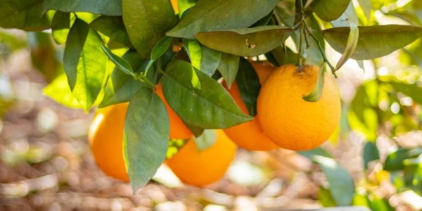 Naranjas Dulces