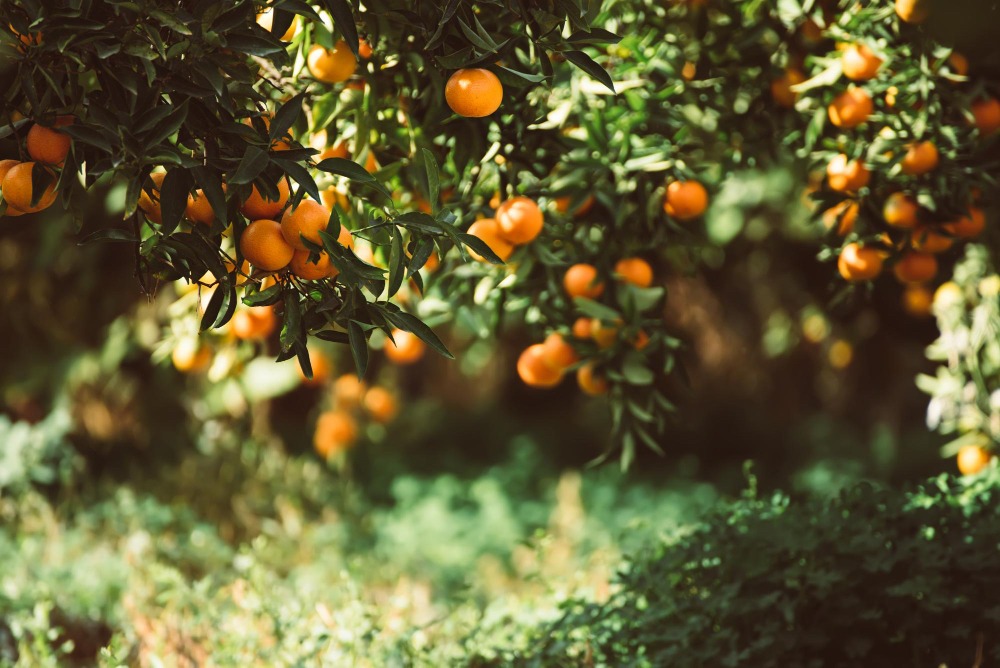 Naranjas, mandarinas y miel: bienestar, sabor… y grandes oportunidades de Black Friday