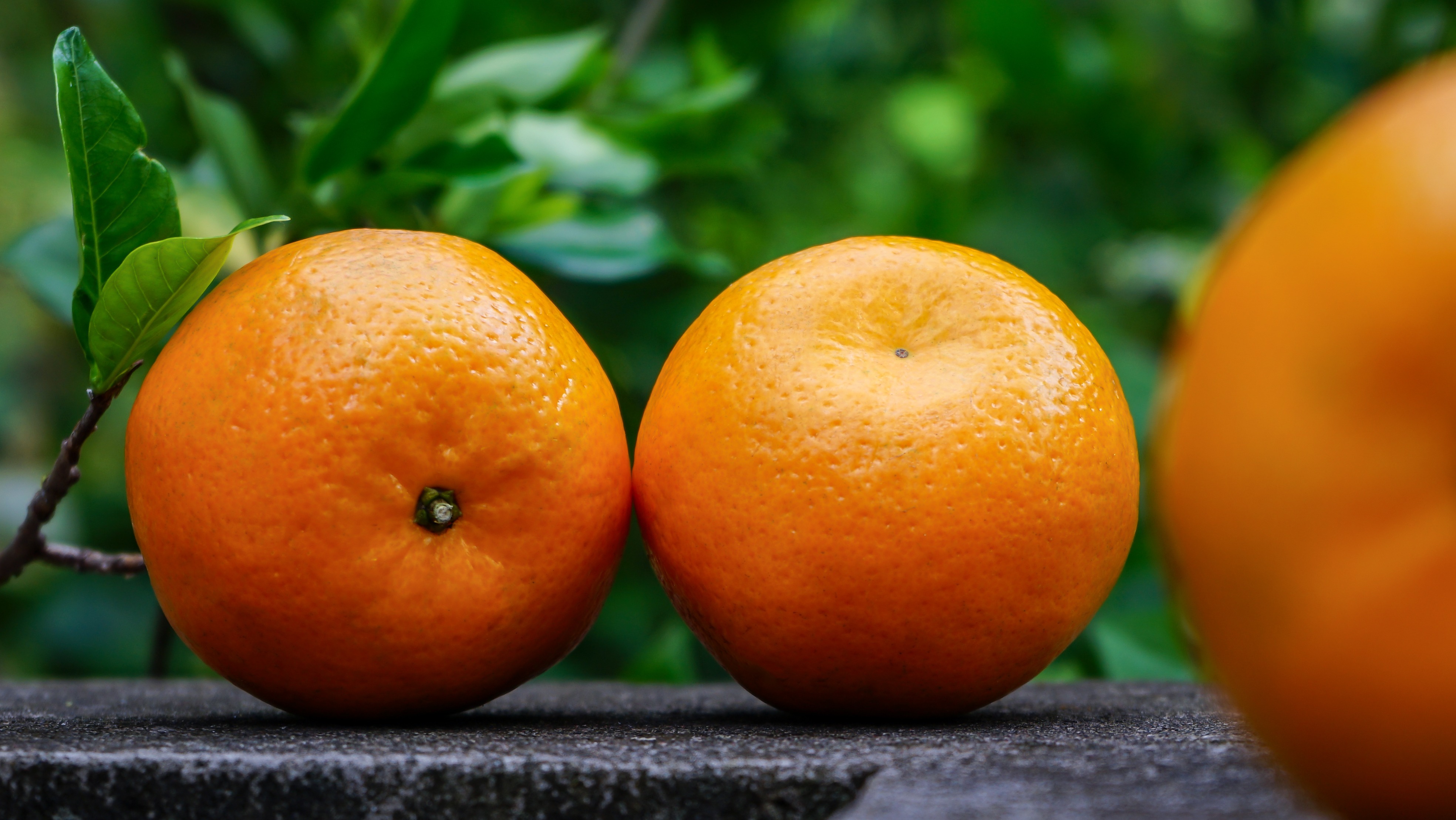 ¿Por qué algunas mandarinas llegan verdes en octubre, pero están dulces por dentro?